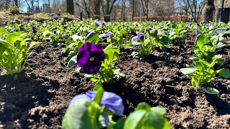 Nu planteras vårblommor i hela Karlstad