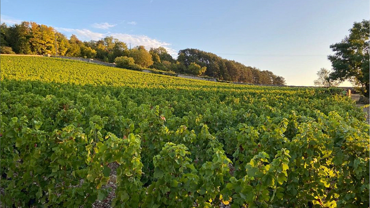 I förra mailet var det fel priser på vinerna från Domaine Marquis d´Angerville som släpps den 19 januari. Vi ber om ursäkt för misstaget.