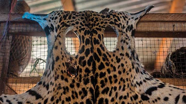 Jaguaren er et af de ikondyr, der dræbes for dens kropsdele. Foto: Mongabay.com