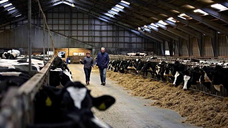 Arla-Genossenschaften fit für die Zukunft - Hansa Arla Milch und MUH Arla blicken auf erfolgreiches Geschäftsjahr zurück