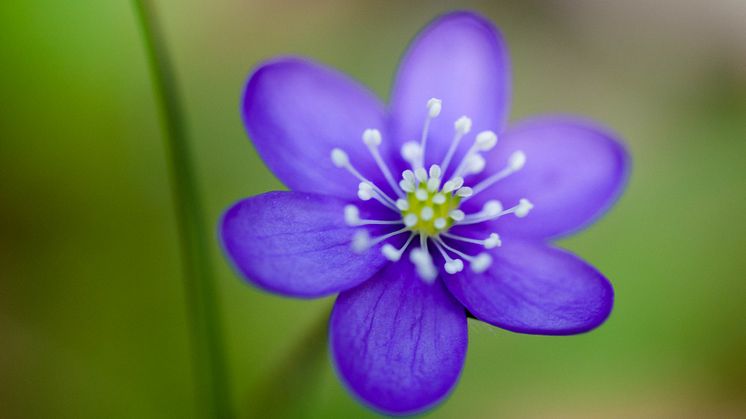 Blåsippa (Hepatica nobilis), en vårblomma som inkluderades i studien (foto: Alistair Auffret).