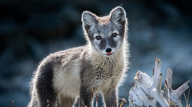 Förra året var ett rekordår över hela Sverige för fjärräven, men i år har det varit lite kämpigare med föryngringarna. Foto Cecilie Bergan Stuedal/Shutterstock 