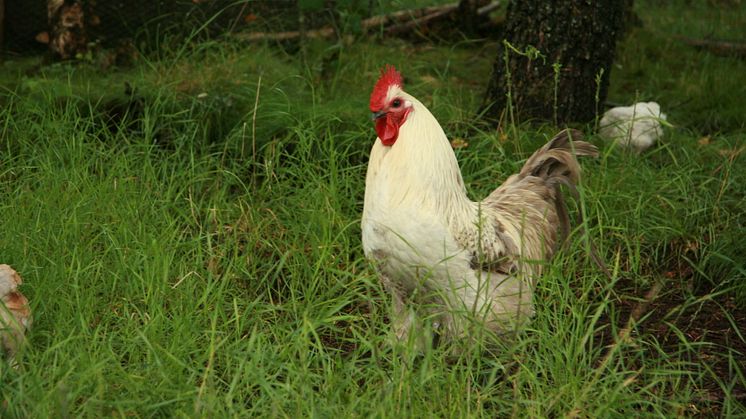 Foto: Hillevi Upmanis, Länsstyrelsen i Västra Götaland