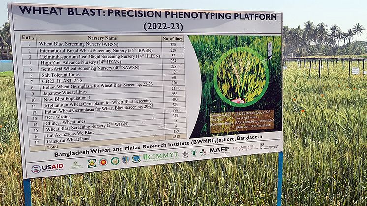 wheat-blast-phenotyping-ac-960