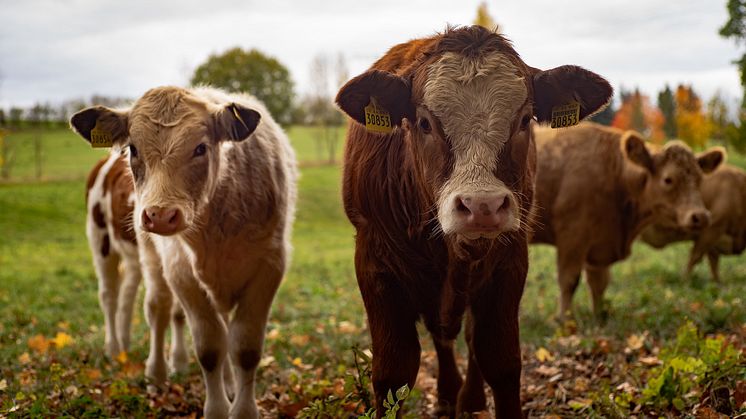 2021-05-19 Webbinarium: Vart är vi på väg i arbetet med den ökande antibiotikaresistensen?