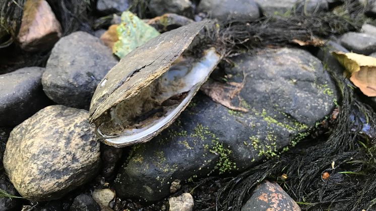 Uttorkad flodpärlmussla