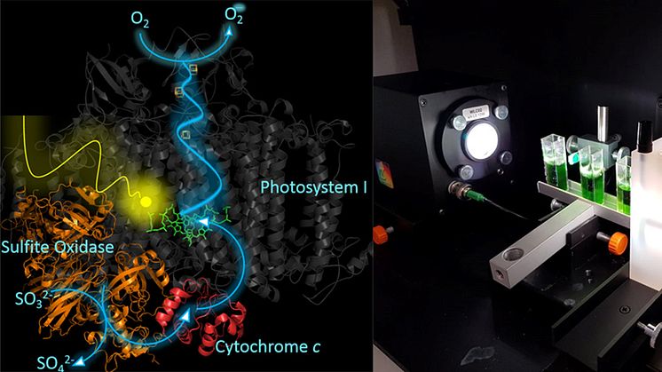 Biotechnologische Forschung: Prinzip und Laboraufbau zur effektiven Nutzung von Sonnenenergie. © TH Wildau / AG Biosystemtechnik