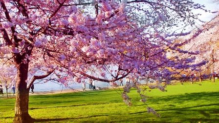 Nordstan välkomnar våren med Nowruz 15-19 mars