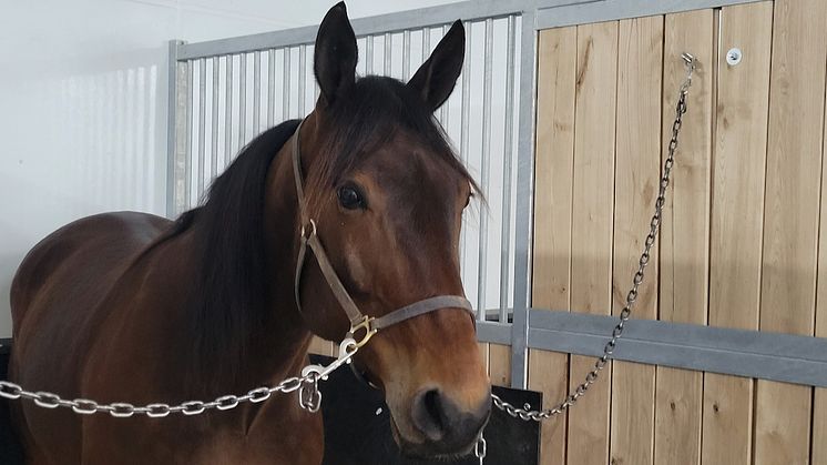 Kanadensiske Perfetto är inbjuden till Elitloppet. Foto: privat