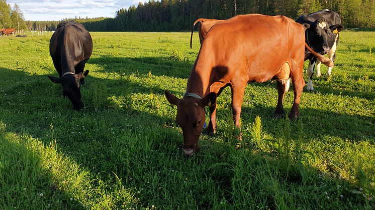Norrmejeriers nya mjölkundersökning visar: Hållbarhet och lokalproducerat viktigt för norrlänningarna