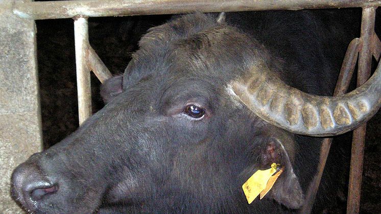 Water buffaloes in Sweden