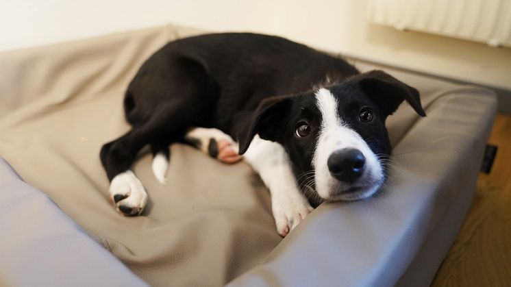 Nu får Svelands kunder obegränsat med fria samtal till FirstVet. Foto: Sveland Djurförsäkringar