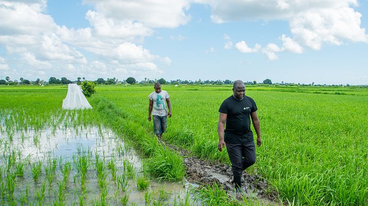 Dr Wolfgang Richard Mukabana of University of Nairobi inspecting the rice paddies