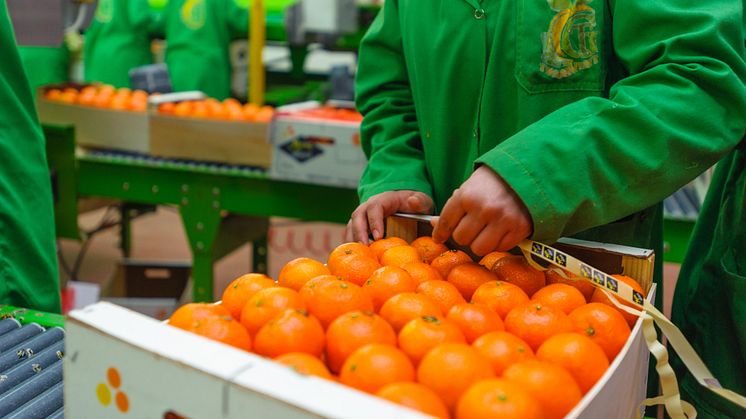  Women selecting and preparing mandarins for export. Location: Morocco ©OZ / Alamy Stock Photo