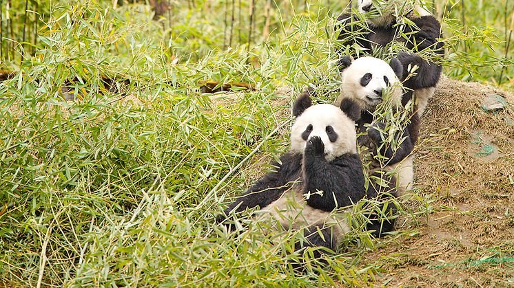Jättepandor. Källa: Chi King/Wikimedia Commons (https://commons.wikimedia.org/wiki/File:Giant_Pandas_having_a_snack.jpg)
