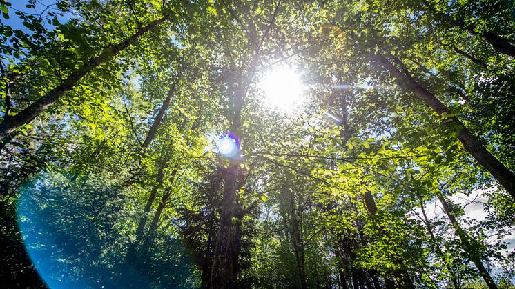 JYSK/DÄNISCHES BETTENLAGER verwendet künftig zu 100 % nachhaltig wachsendes Holz