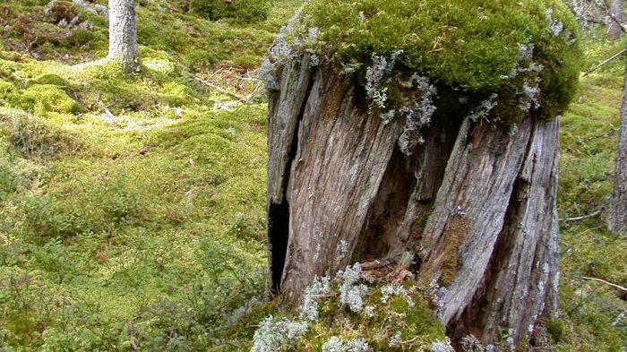 Vi har 19 nya naturreservat i Värmland