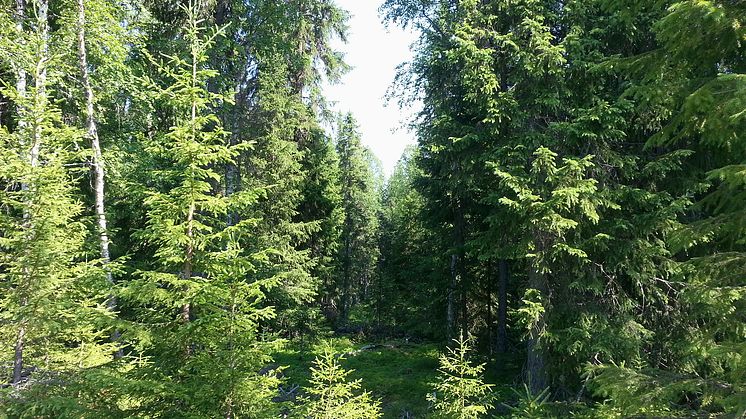 Det alternativ till trakthyggesbruk som Joelsson har studerat är blädning. Skogen innehöll en mix av arter, både sådana som är vanliga i brukad skog, och sådana som är knutna till mer naturlig skog.