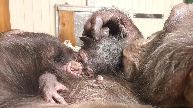 Den nya lilla schimpanshanen Torsten med sin mamma Maria Magdalena