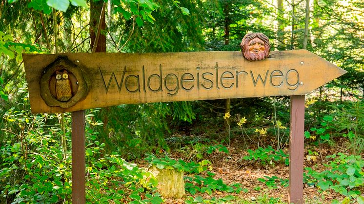 Waldgeisterweg im Greifensteinwald