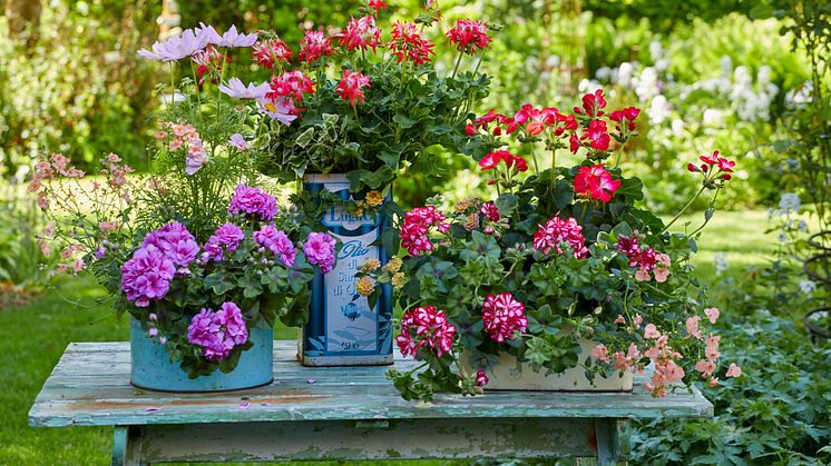 Pelargoner är en av våra mest torktåliga sommarblommor. Foto: Pelargonium for Europe