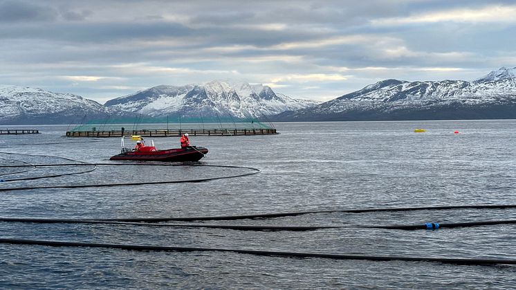 Stocking of kelp in the combined sea site in Steigen