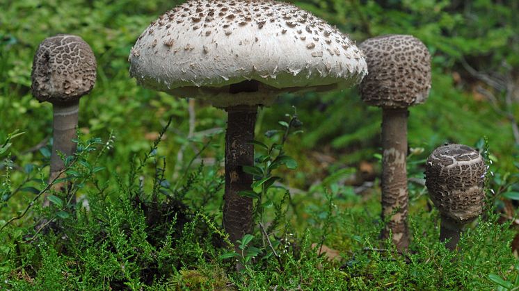 Svampens dag på Naturhistoriska riksmuseet