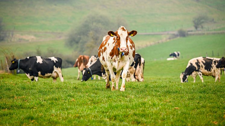 Arla Kühe beim Weidegang auf einem Biobetrieb in der Nordeifel