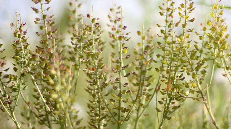 Fältkrassing (Lepidium campestre). Foto: Anna Lehrman