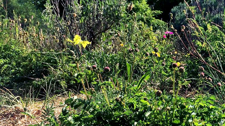 Blüte oder Schmetterling? An der Trockenmauer im Osten des Goetheanum-Gartenparks (Foto: Sebastian Jüngel)