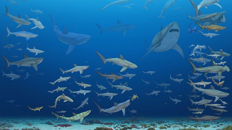 Håbrandsartade hajar och gråhajsartade hajar under de senaste 83 miljoner åren. Illustration: José Vitor Silva