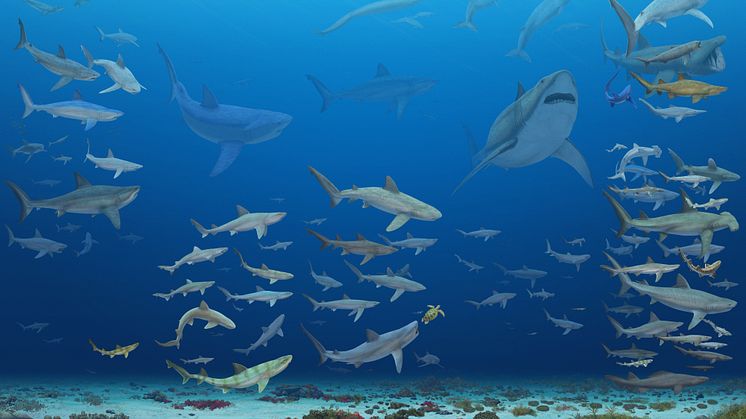 Lamniformes and Carcharhiniformes across the last 83 million years. Artwork by José Vitor Silva