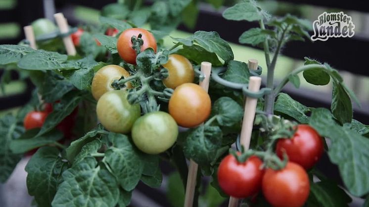 Plantera tomat i kruka
