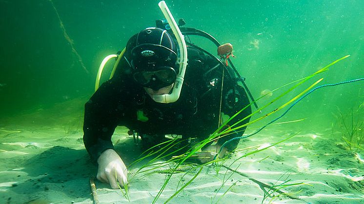 Totalt ska 8 000 kvadratmeter ålgräs restaureras, den största ytan hittills i landet. Foto: Eduardo Infantes, Göteborgs universitet.