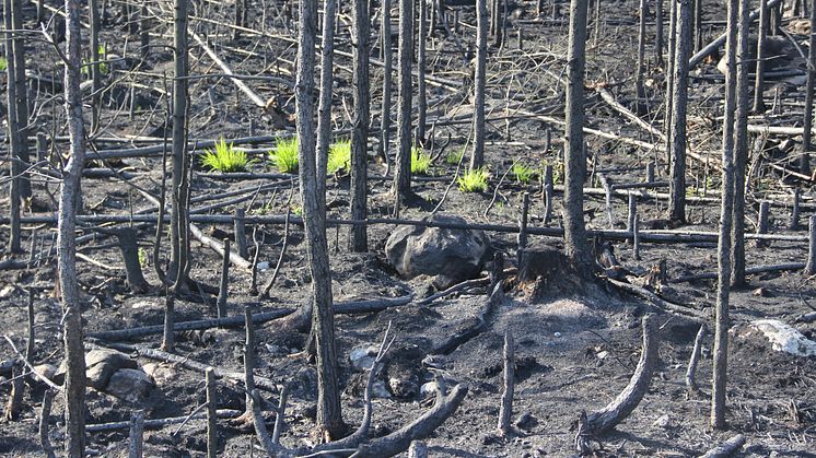 Dramatiska förändringar i växt- och djurliv efter storbranden i Västmanland