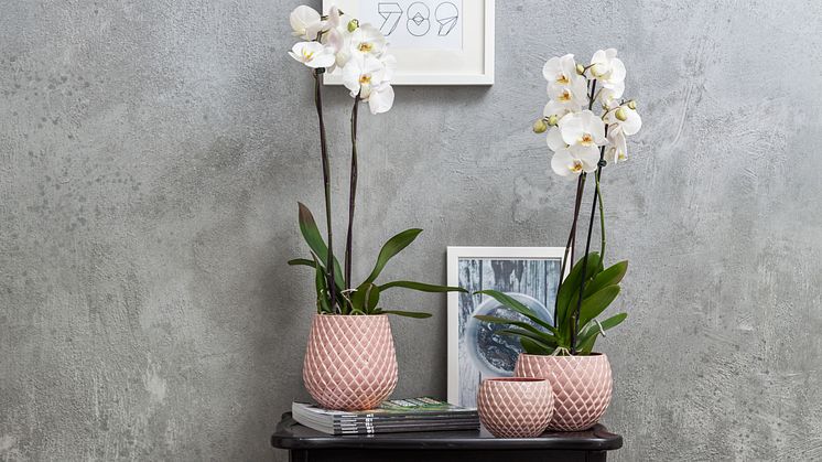 Orkideer i rosa kruka, keramik