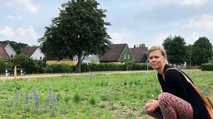 Erika från Veg Tech vid ängen en månad efter etablering. Blåeld och gulsporre har varit dominerande denna sommar.