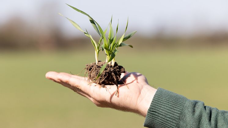 Danish Agro overskudsdeklarerer 43 mio. kr. til medlemmerne