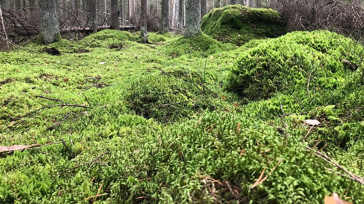 Miljöövervakning av mossa visar att halten av flera metaller ökar