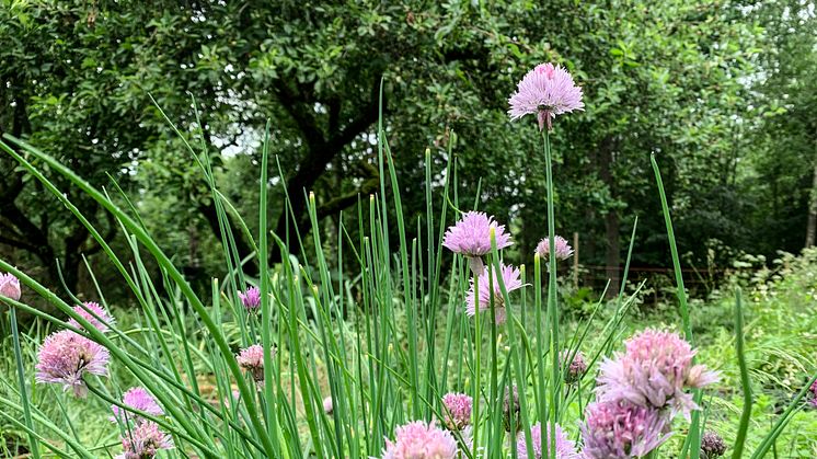 Vegetationen i skog och mark sög upp regnet som kom under midsommarhelgen. Läget är ansträngt i Åstorps kommun som riskerar att få bevattningsförbud om vattenförbrukningen fortsätter på samma höga nivå som nu.