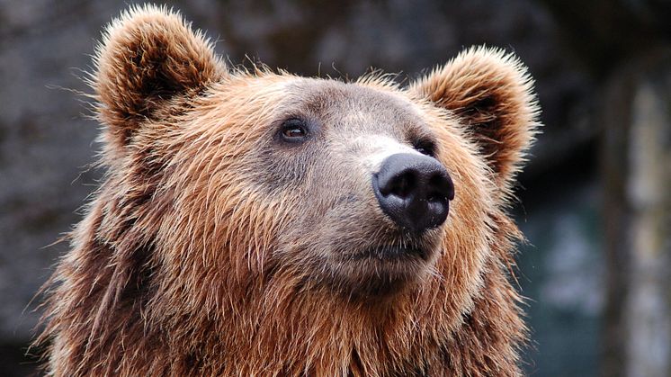Wieder ein Bär in Bayern! Gothaer übernimmt Kosten für Schäden an Nutztieren