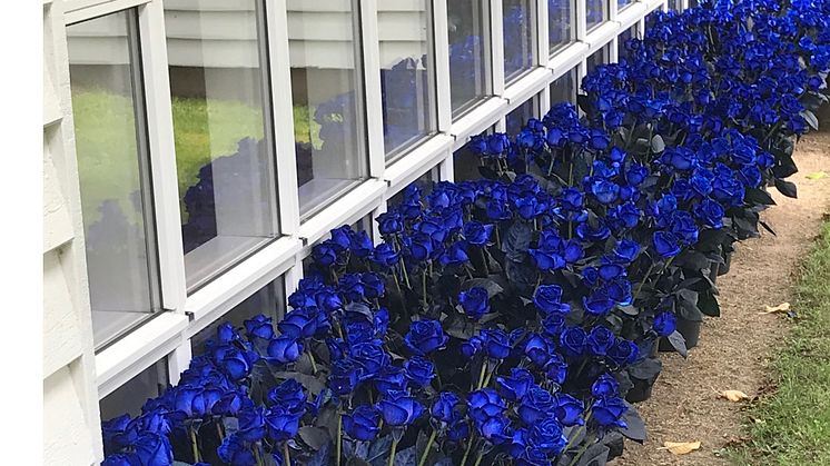Inför begravningen hade medarbetarna samlat ihop till blå rosor.  