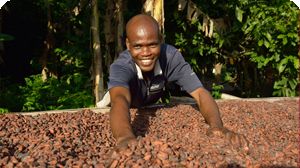UTZ er en av Nestlés partnere for bærekraftig kakao