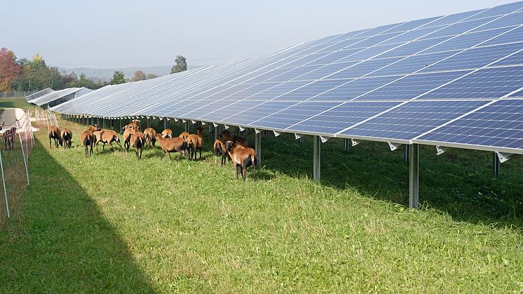 I Bengtsfors kommun projekterar vi för en av Sveriges större solparker, ﻿Bäckefors Solpark”. Här ska solceller och betesdjur, sida vid sida, göra jordbruksmarken lönsam. ﻿