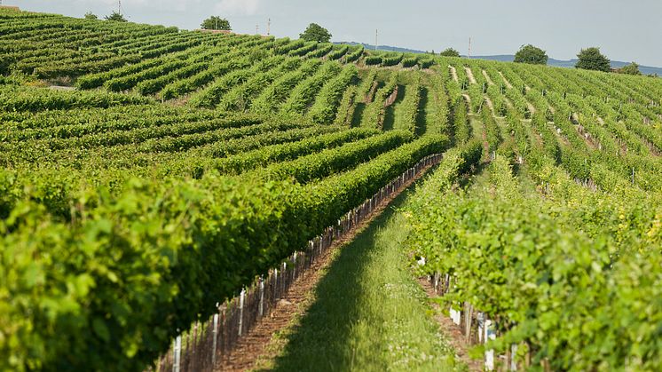 Weingut Leth vingård i Österrike - certifierad inom hållbarhet.