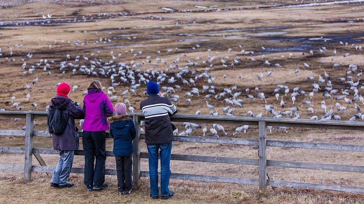 Besökare vid Trandansen, Hornborgasjön. Foto: Jesper Anhede