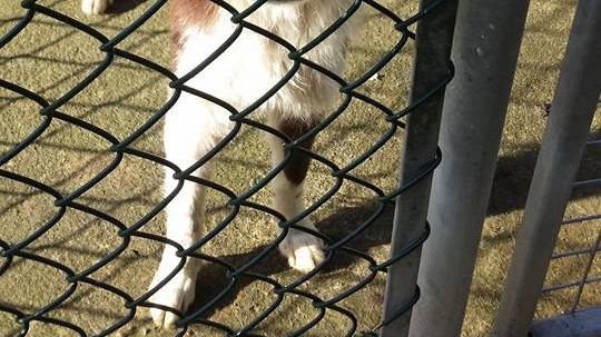 25 border collies riskerar avlivning.