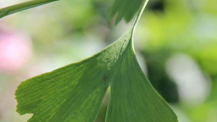 Ginkgo - världens äldsta träd!