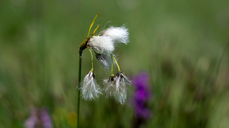 Ängsull i Vitabäck