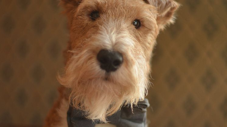 Allan The Foxterrier - Pigallehunden 2017